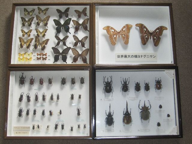 昆虫標本イメージ